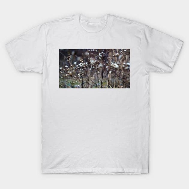 Winter Panicled Aster T-Shirt by 1Redbublppasswo